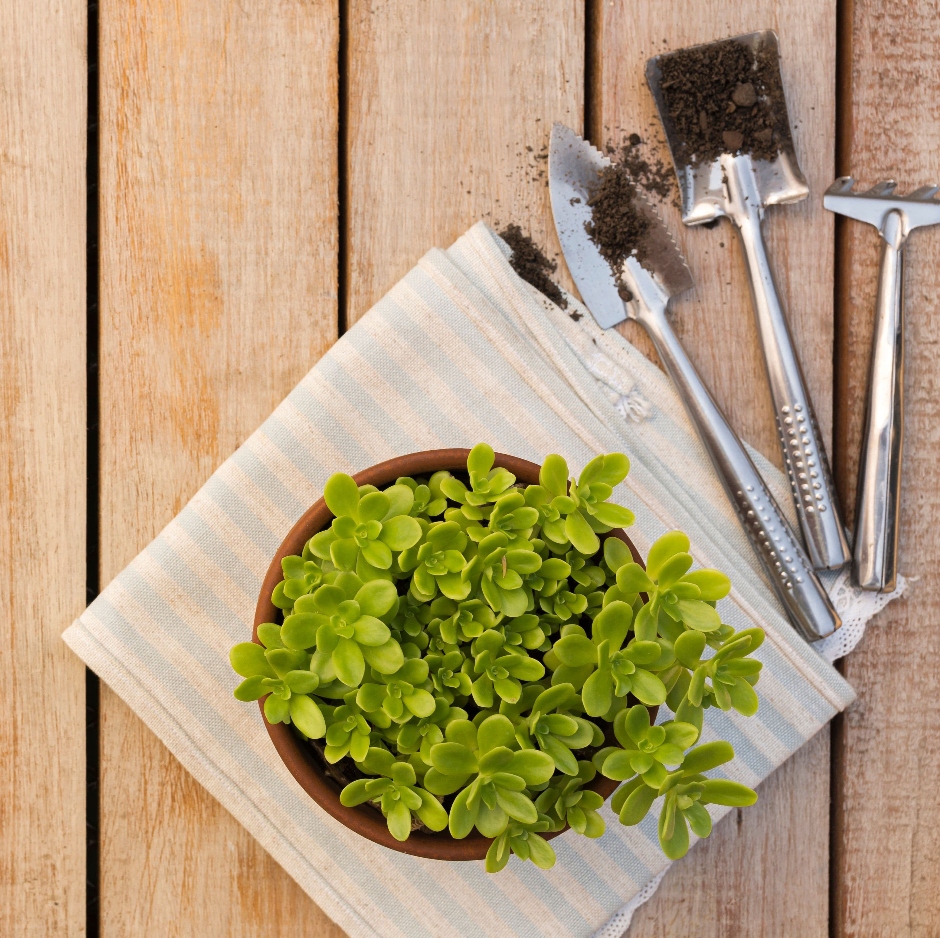 How to Build a Sustainable Garden at Home